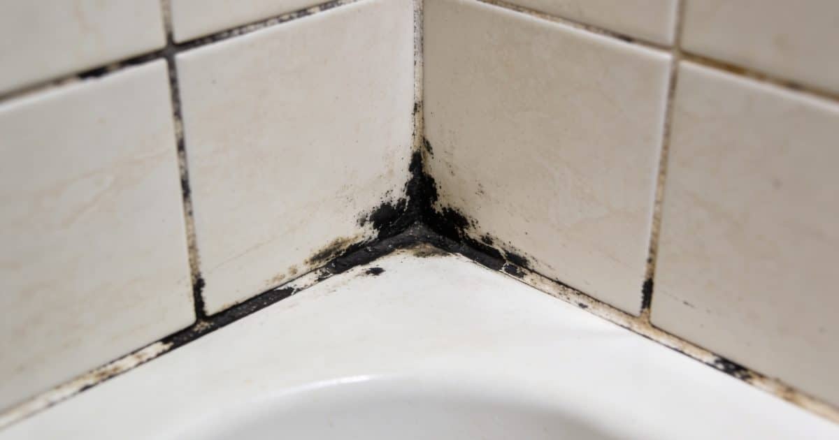 Coins de carrelage de douche avec moisissure noire
