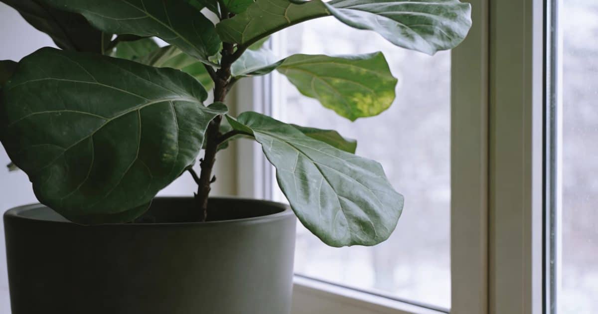 Grande plante verte en pot pres dune fenetre