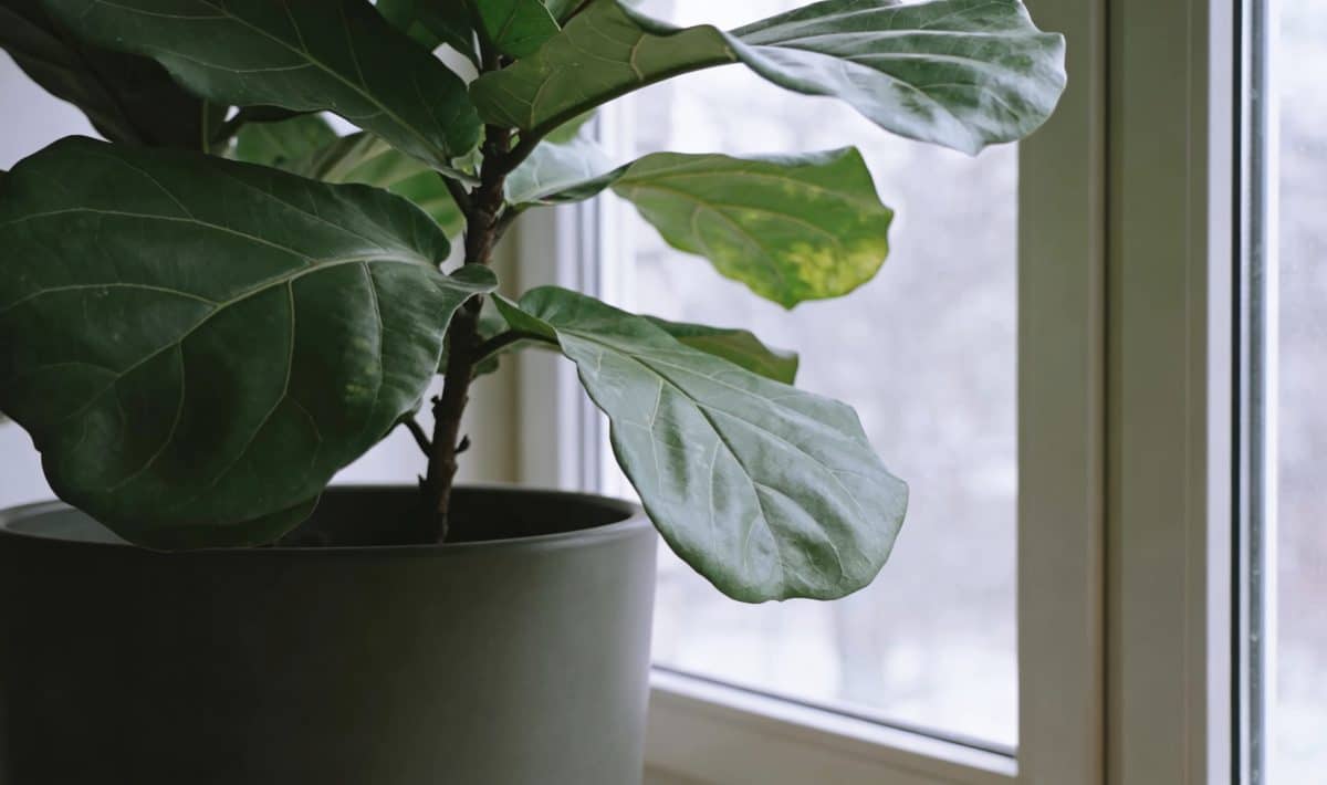 Grande plante verte en pot pres dune fenetre