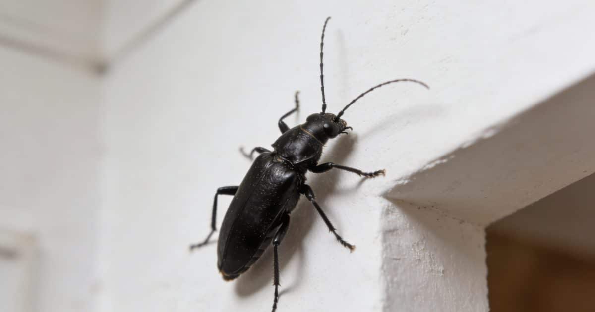 gros insecte noir rampant sur mur blanc intérieur