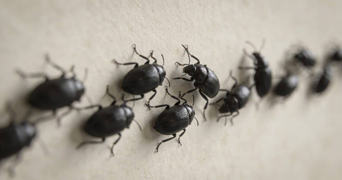 gros insectes noirs rampant le long du mur