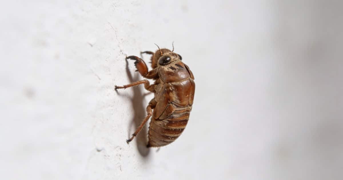 gros plan insecte brun rampant sur mur blanc