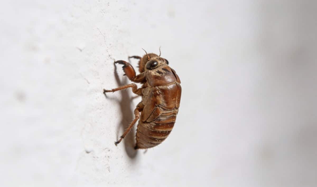gros plan insecte brun rampant sur mur blanc