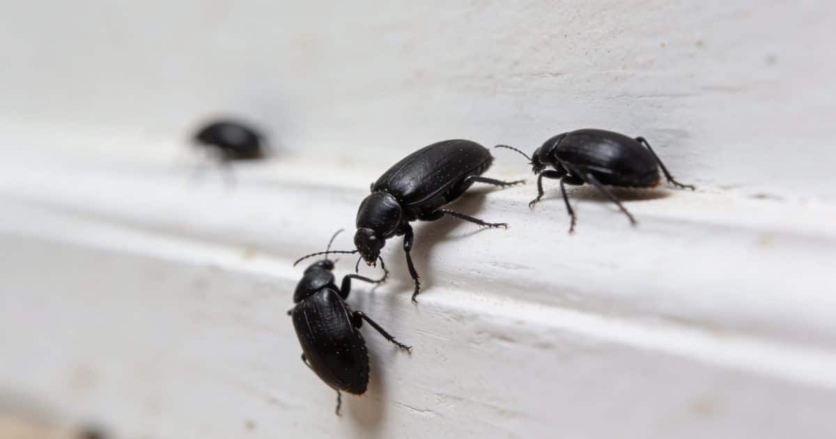 gros plan insectes noirs rampants sur plinthe blanche