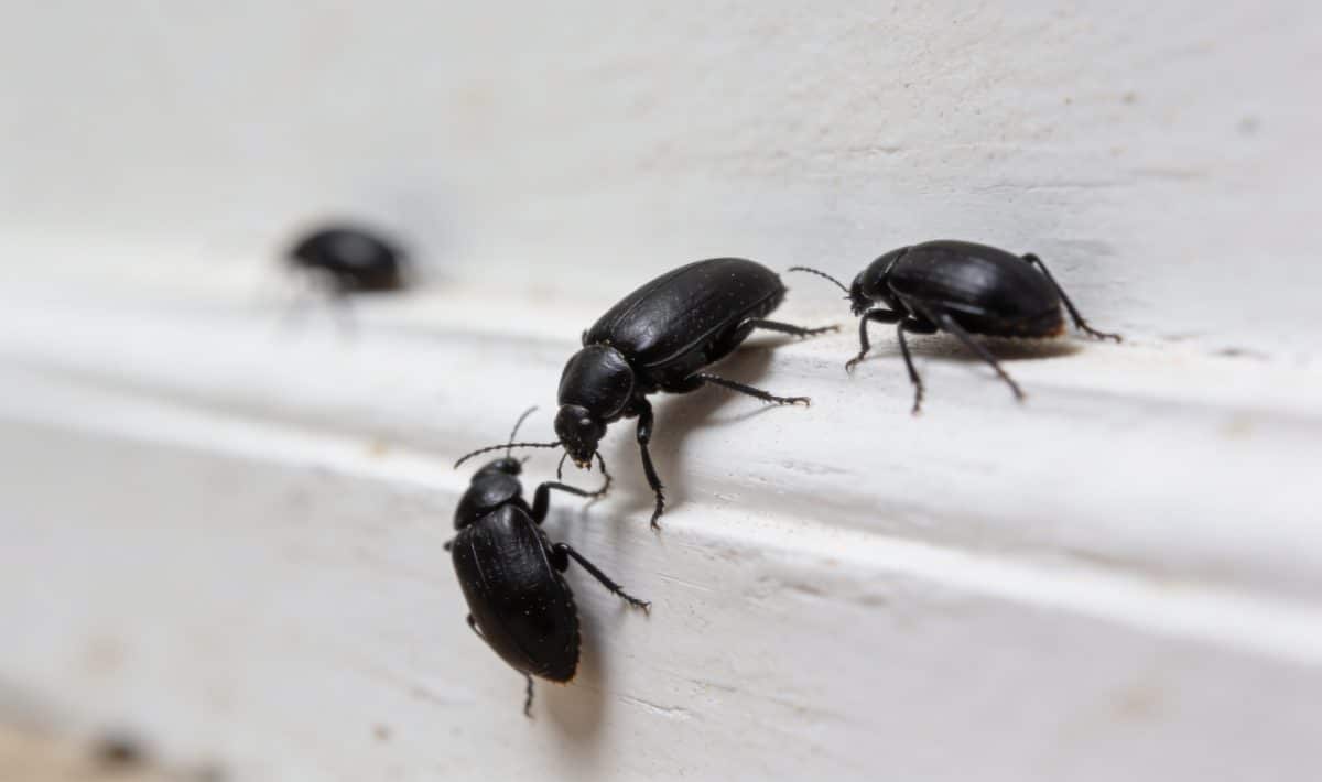 gros plan insectes noirs rampants sur plinthe blanche