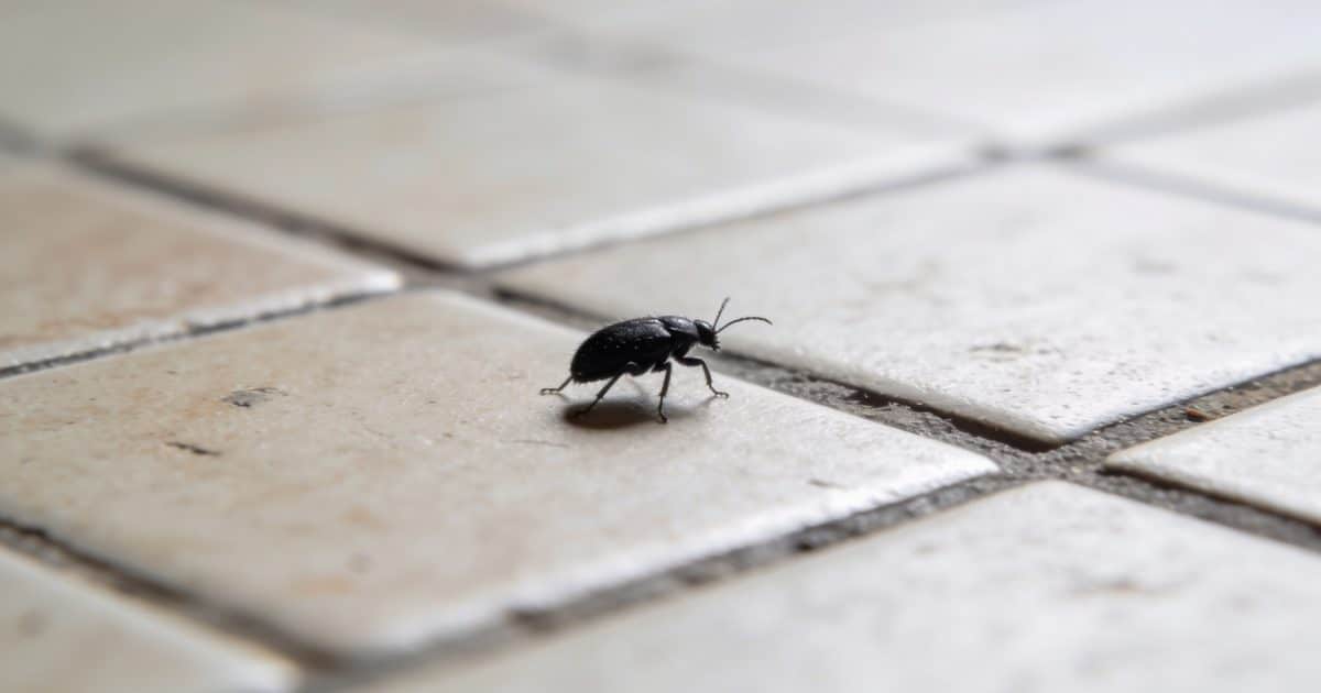 gros plan sur minuscule insecte noir sur carrelage