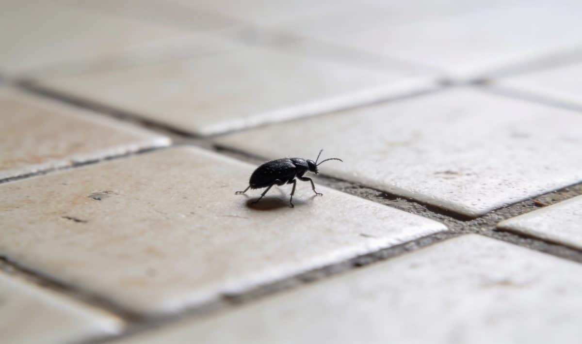 gros plan sur minuscule insecte noir sur carrelage