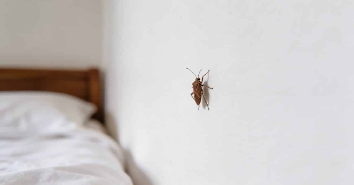 Petit insecte brun sur mur blanc de chambre
