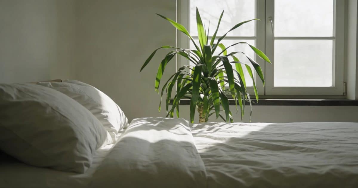 Lit double avec draps blancs, plante verte proche fenêtre