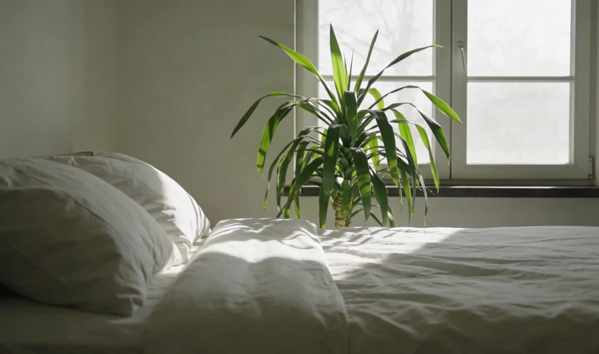Lit double avec draps blancs, plante verte proche fenêtre