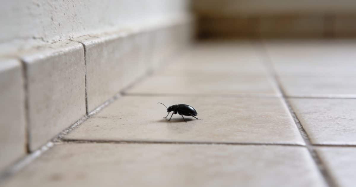 petit insecte noir sur carrelage pres du mur